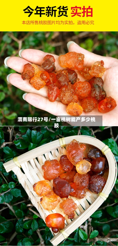 渭南限行27号/一亩桃树能产多少桃胶